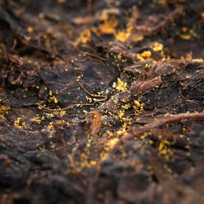 選抜された黒茶のプレゼント 山西のフラットベリーティーシリーズ