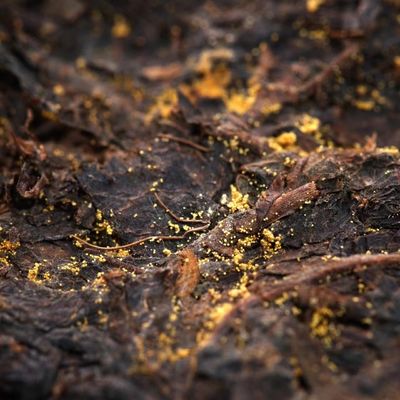 スタイル ダークティー 山西 公式茶 金花 黒茶 定番茶 飲める茶の説明書